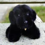 Peluche noir style fluffly , assise sur un banc
