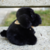 Photo d'une petite peluche noir fluffly , assise et elle porte un bandana de couleur jaune