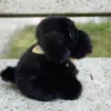 Photo d'une petite peluche noir fluffly , assise et elle porte un bandana de couleur jaune