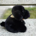 Photo d'une petite peluche noir fluffly , assise et elle porte un bandana de couleur jaune