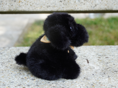 Photo d'une petite peluche noir fluffly , assise et elle porte un bandana de couleur jaune